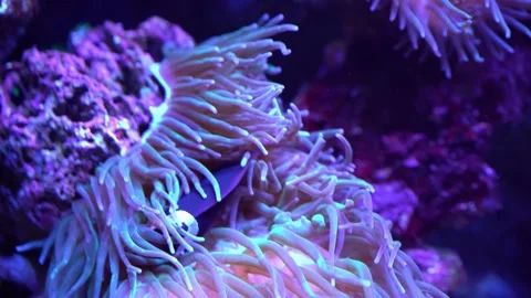 Live clown fish swims in algae and corals. Red sea underwater Stock Footage 220912060