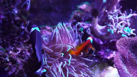 Live clown fish swims in algae and corals. Red sea underwater Stock Footage 220912276