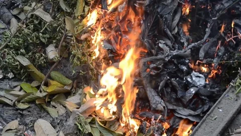 Live coals Stock Footage 126029743