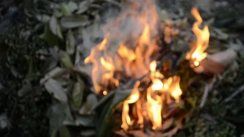 Live coals Stock Footage 126029864