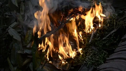 Live coals Stock Footage 126029962