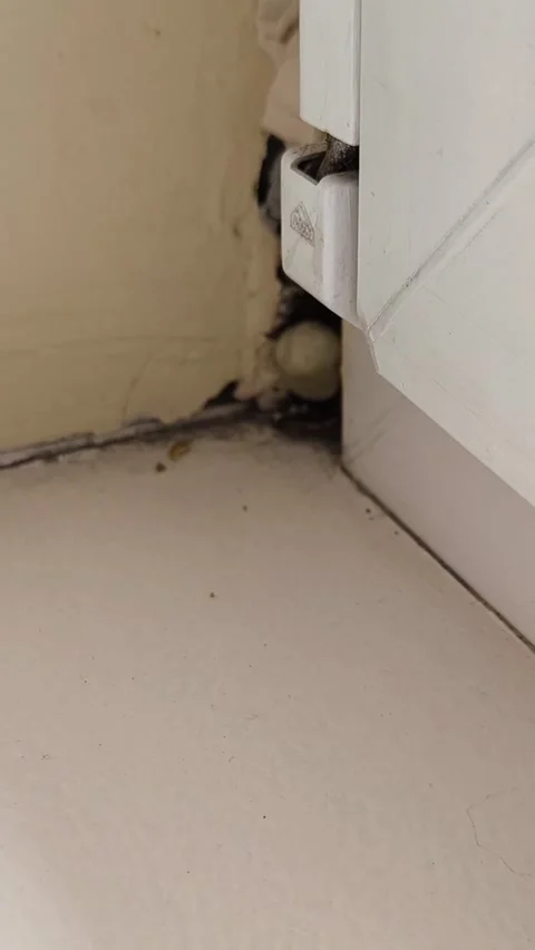Live cockroach crawling along the baseboard on a white floor indoors. Stock Footage 337017212