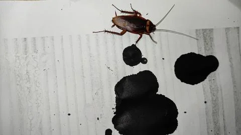 Live cockroach on floor Stock Photos