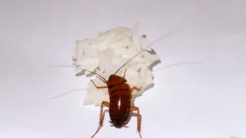 Live Cockroach Insect Eating Leftover Food Rice on White Background, Video stock 118679661