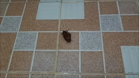 Live Cockroach Lying Upside Down Struggling on Tiled Floor Video stock 332688088