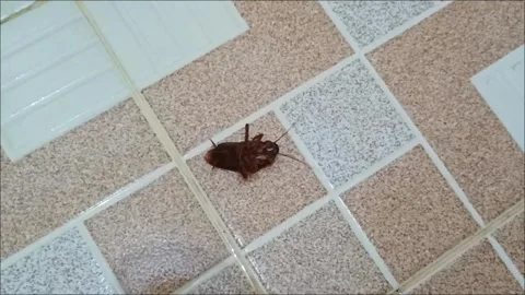 Live Cockroach Lying Upside Down Motionless on Tiled Floor Stock Footage 332688089