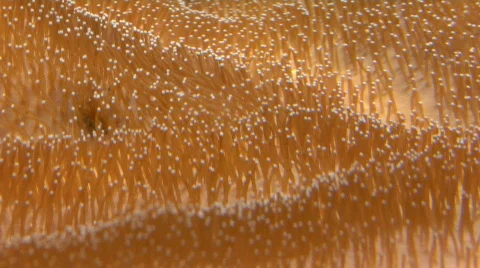 Live Coral Close Up Stock-Footage 500957