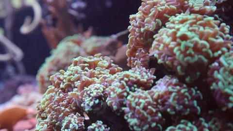 Live Coral Stock Footage 91523870