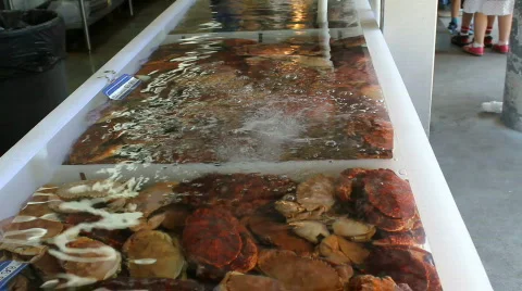 Live Crab Trough  Stock Footage 664349