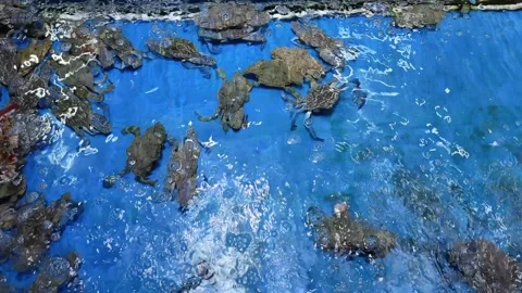 Live Crabs and Shellfish in Water Tank in Seafood Restaurant Display 스톡 동영상 342366209