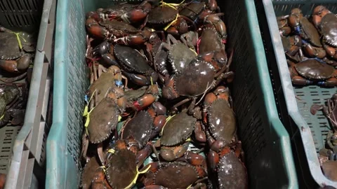 Live Crabs Stock Footage 336701407