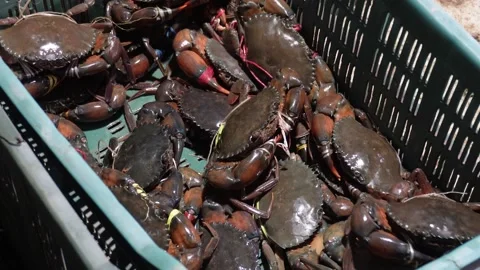 Live Crabs Stock Footage 336710033