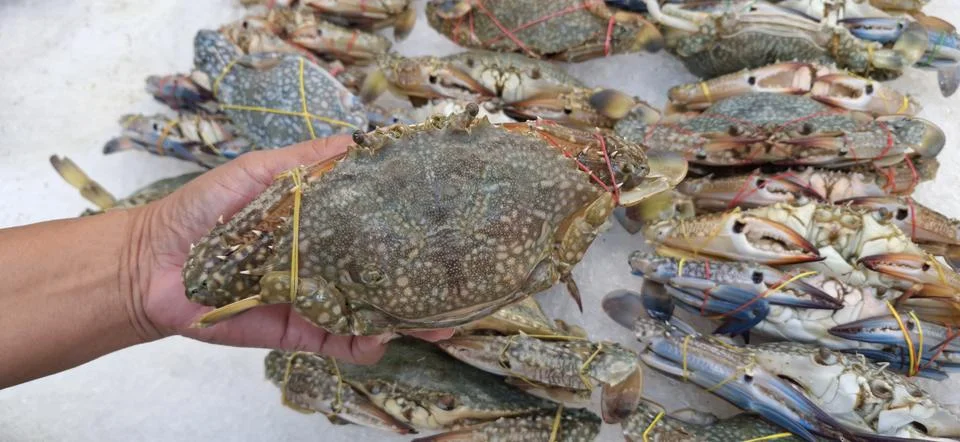 Live crabs in hand . Stock Photos
