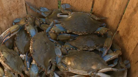 Live crabs HD Video stock 6731463