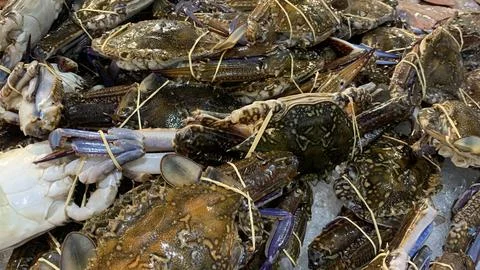 Live crabs tied with string and arranged on ice at a seafood market Stock Photos