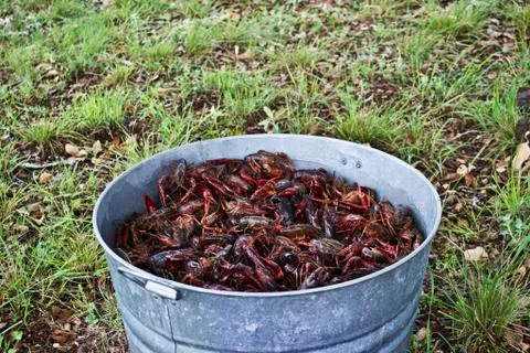 Live Crawdad Load Stock Photos