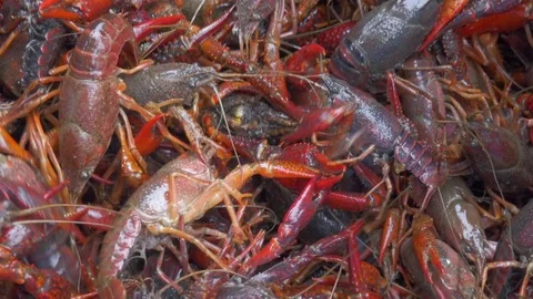 Live Crawfish Are Sprayed in a Bucket of Water Before a Low Country Boil - 4K Stock Footage 74963280
