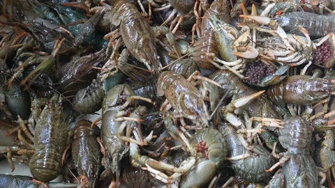 Live crawfish before cooking. Fresh crawfish background. Stock Footage 88995558