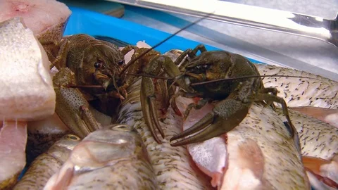 Live crawfish crawls over the fish Stock Footage 81616930