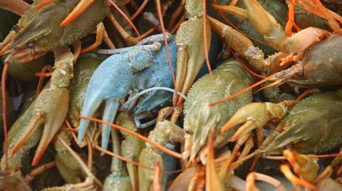 Live crawfish Video stock 975607
