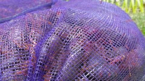 Live Crawfish Move in a Sack in Before a Low Country Boil - 4K Stock Footage 74961790