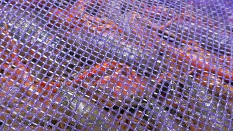 Live Crawfish Move in a Sack in Preparation for a Low Country Boil - 4K Stock Footage 74961505