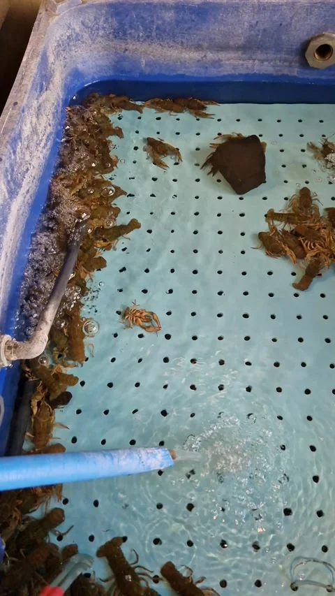 Live Crawfish Moving in Blue Water Tank Top View Stock Footage 318356152