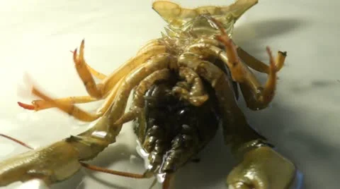Live crawfish on a plate 스톡 동영상 10821170