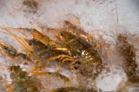 Live crawfish on a white background Stock Photos