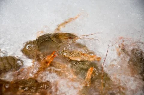 Live crawfish on a white background Stock Photos