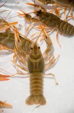 Live crawfish on a white background Stock Photos
