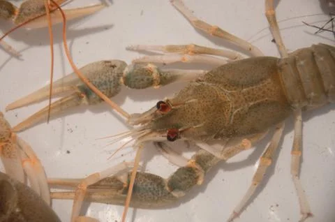 Live crawfish on a white background Stock Photos