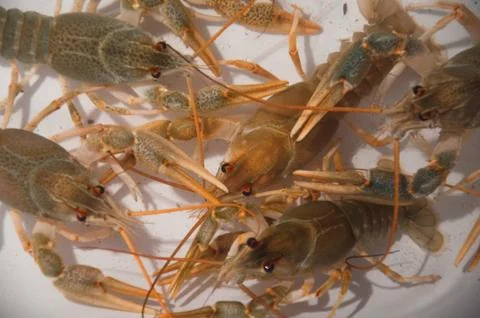Live crawfish on a white background Stock Photos
