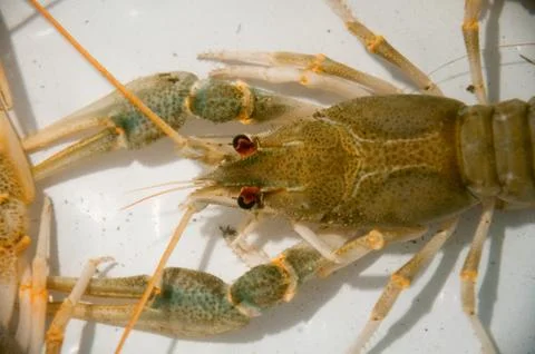 Live crawfish on a white background Stock Photos