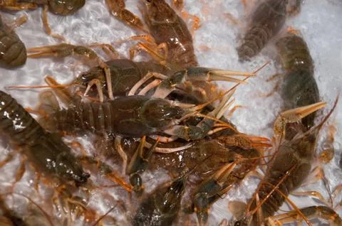 Live crawfish on a white background Foto stock
