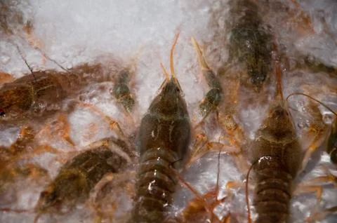 Live crawfish on a white background Foto stock