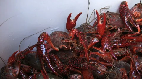 Live crawfish03 Stock Footage 2647161