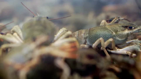 Live crayfish in an aquarium close-up. Stock Footage 146228695