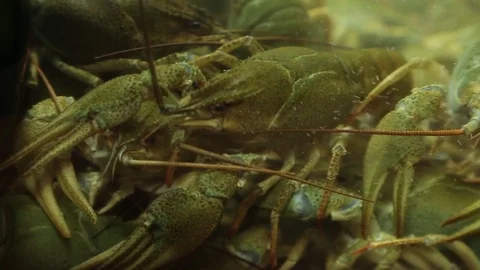 Live crayfish in aquarium Stock Footage 81521940