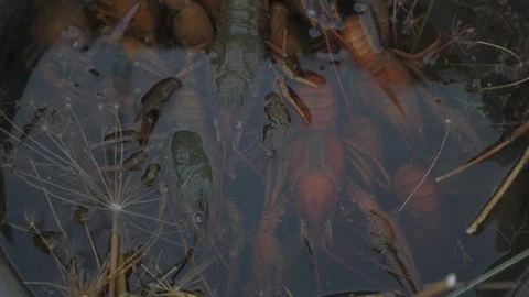 Live crayfish caught in river are cooked in arge aluminum pan in open air. Wo Stock Footage 93293224
