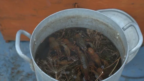 Live crayfish caught in river are cooked in arge aluminum pan in open air. Wo Stock Footage 93293312