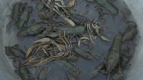 Live crayfish caught in the river are poured into the wash basin before cooki 動画素材 93293453
