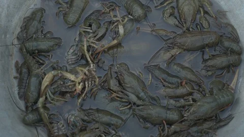 Live crayfish caught in the river are poured into the wash basin before cooki Stock Footage 93293473