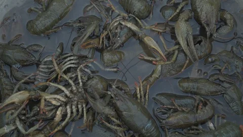 Live crayfish caught in the river are poured into the wash basin before cooki Stock Footage 93293480