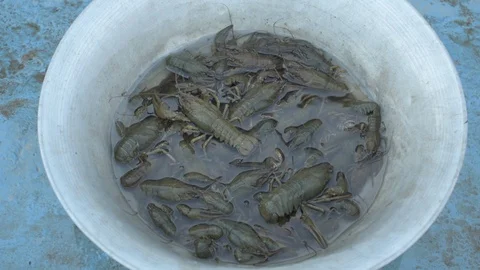 Live crayfish caught in the river are poured into the wash basin before cooki Stock Footage 93293535