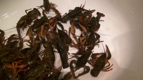 Live crayfish caught in the river are poured into the wash basin before cooking. Stock Footage 120001871