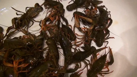 Live crayfish caught in the river are poured into the wash basin before cooking. Stock Footage 120001901