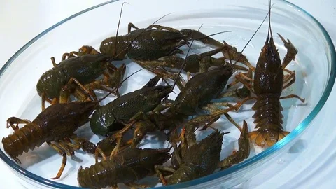 Live crayfish caught in the river are poured into the wash basin before cooking. Stock Footage 120001926