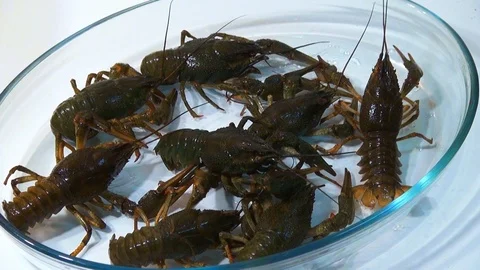 Live crayfish caught in the river are poured into the wash basin before cooking. Stock Footage 120001972
