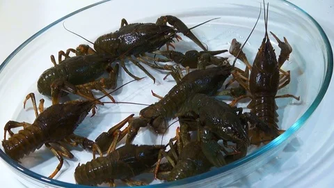 Live crayfish caught in the river are poured into the wash basin before cooking. Stock Footage 120002071